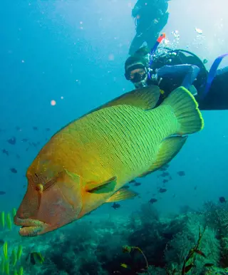 Tauchen mit Weissspitzenhaien und Lippfischen am Shark Point